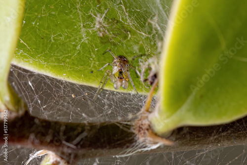Adult Male Cobweb Spider photo