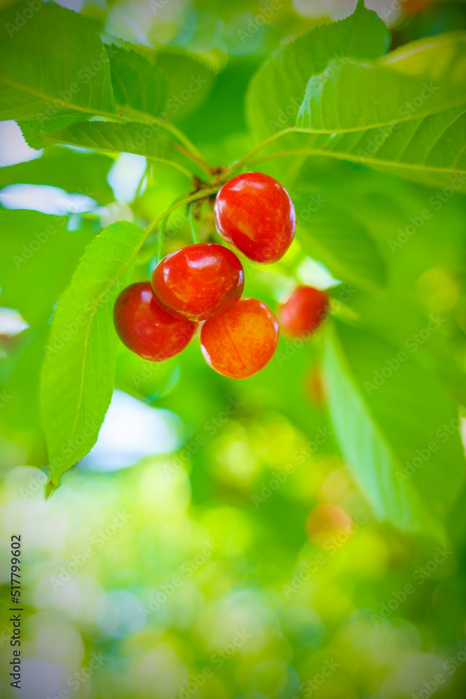 Obraz premium Ripe cherries in the garden. New crop of sweet cherries. Delicious natural treat. Beautiful red berries on a background of green foliage