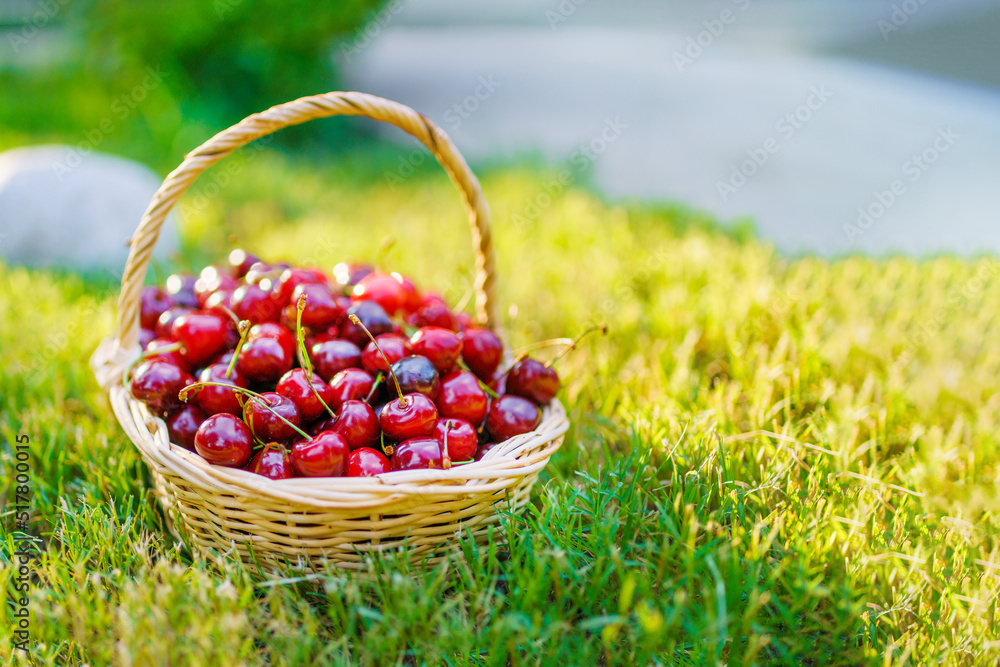 New crop of sweet cherries. Beautiful red berries in the sun. Delicious natural treat. Ripe cherries in a basket New crop of sweet cherries. Beautiful red berries in the sun. Delicious natural treat. Ripe cherries in a basket