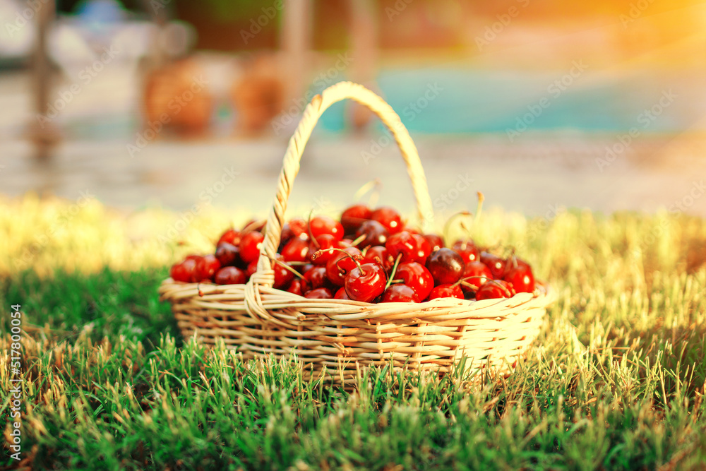Beautiful red berries in the sun. New crop of sweet cherries. Ripe cherries in a basket. Delicious natural treat Beautiful red berries in the sun. New crop of sweet cherries. Ripe cherries in a basket. Delicious natural treat