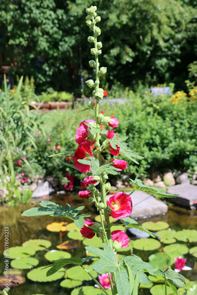 rote Stockrose (Alcea rosea) im naturnahen Garten