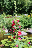 rote Stockrose (Alcea rosea) im naturnahen Garten