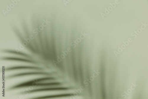 Palm leaf shadow on a green wall background. Olive color stylish flat lay with trendy shadow and sun light.