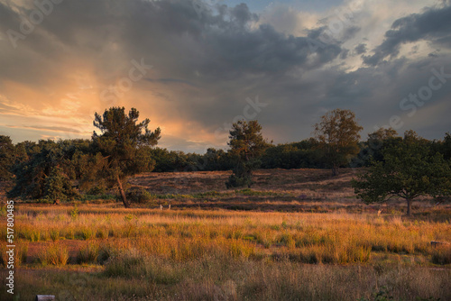 Countryside dutch meadow landscape with grass under scenic sunset sunrise sky. Panorama of dramatic landscape.