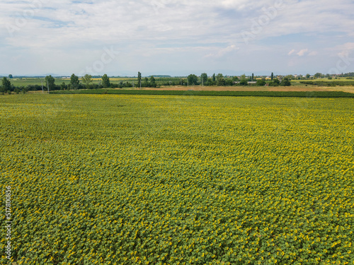 Aerial view of landscape sunflower field, Bulgaria photo