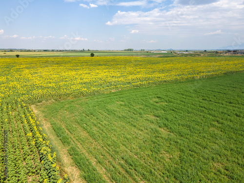 Aerial view of landscape sunflower field  Bulgaria