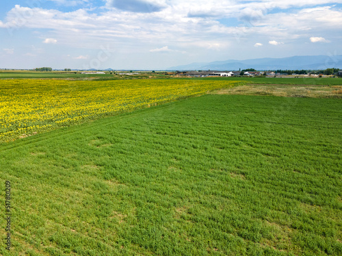 Aerial view of landscape sunflower field  Bulgaria