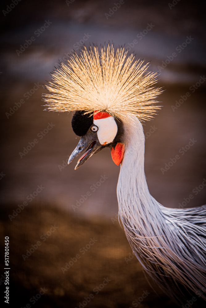 Fototapeta premium Crowned Crane Bird Portrait