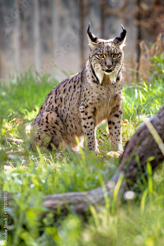 Obraz na plátně portrait of an iberian lynx