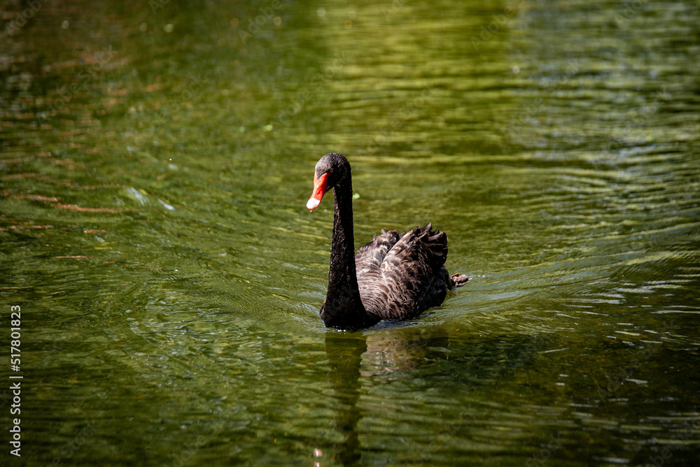 Obraz premium Australian Black Swan with Orange Beak