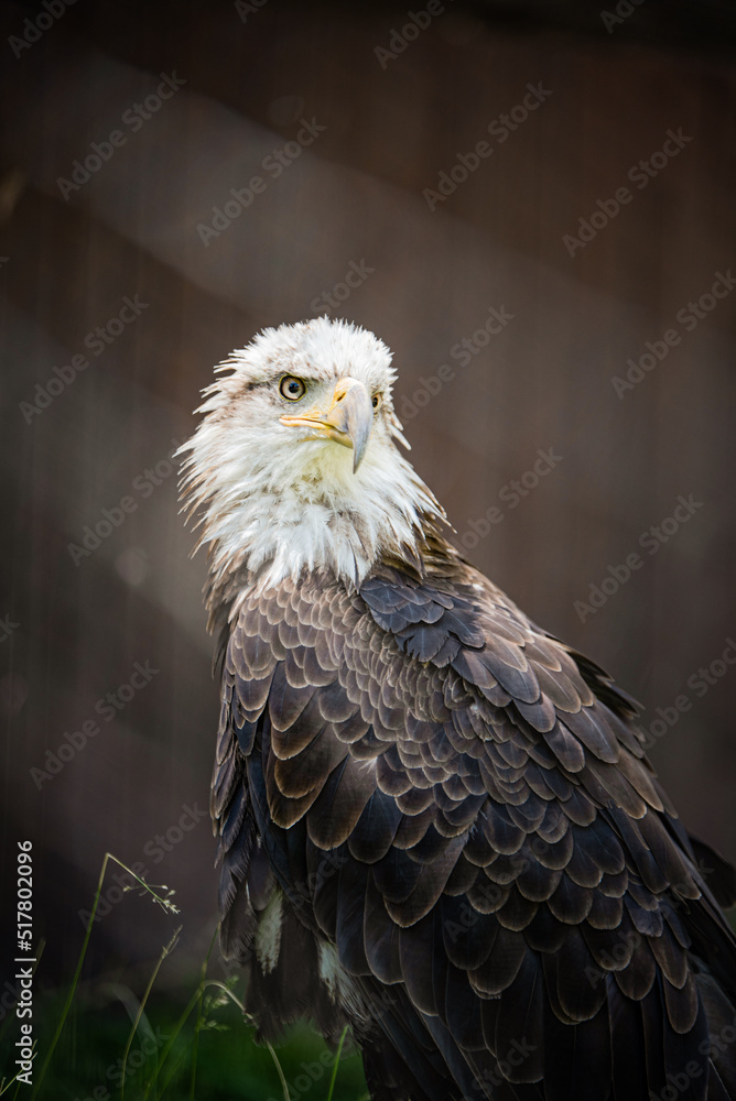 Naklejka premium BALD EAGLE PORTRAITR WITH BRIGHT YELLOW EYES