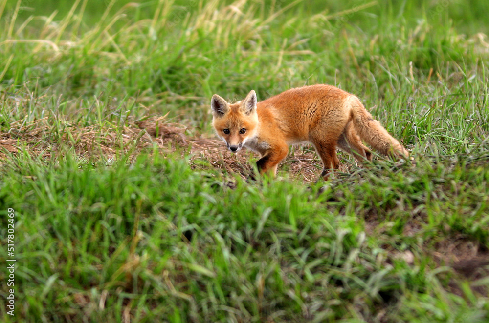 Red fox in Babb Montana