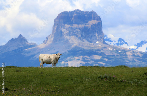 White cow with Chief Mountain