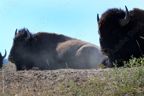 Bison at National Bison Range