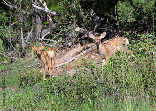 Deer in Flathead Valley Montana © Ian