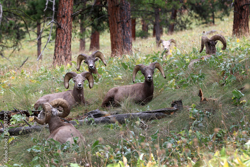 Bighorn Sheep at Flathead Lake