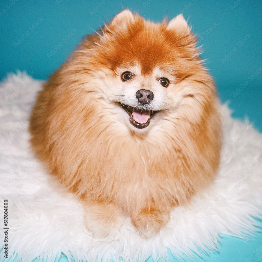 pomeranian dog portrait