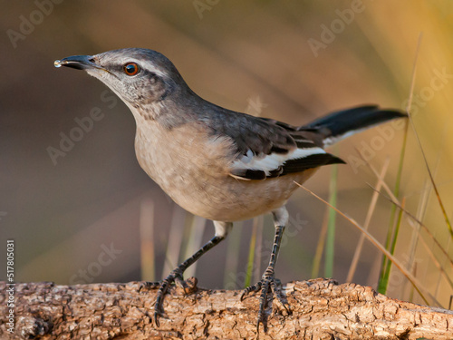 A bird's, Chalk-browed Mockingbird, taking water, and the last drop in its pick. photo