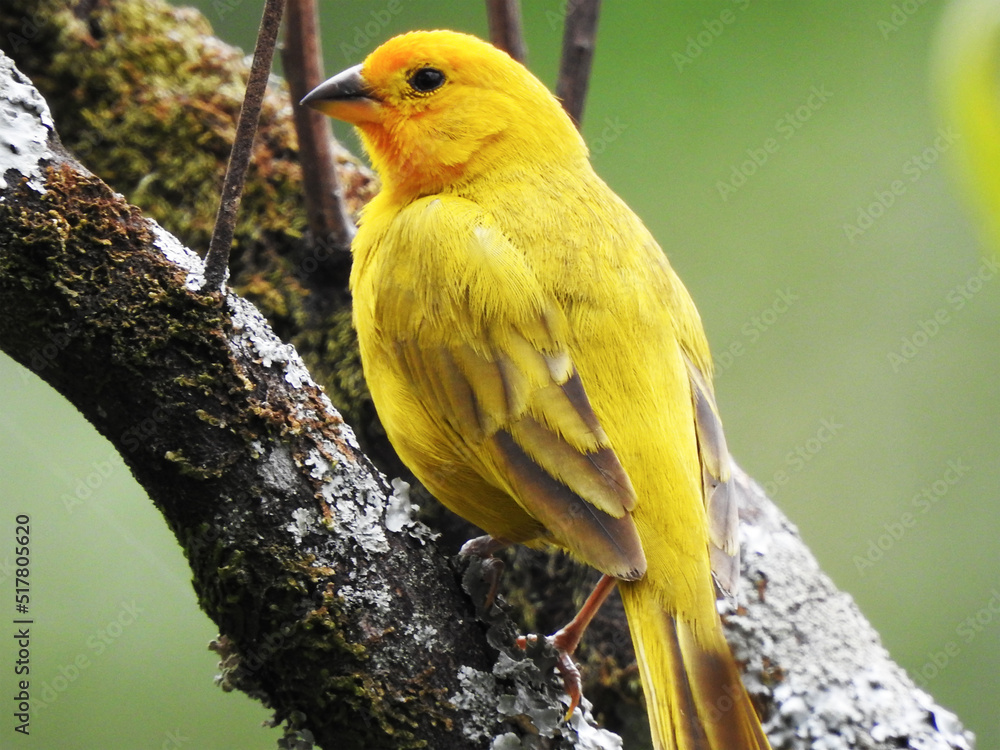 Pájaro canario amarillo - obrazy, fototapety, plakaty 