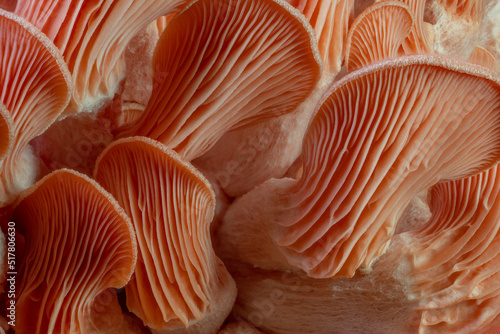 pink oyster mushrooms