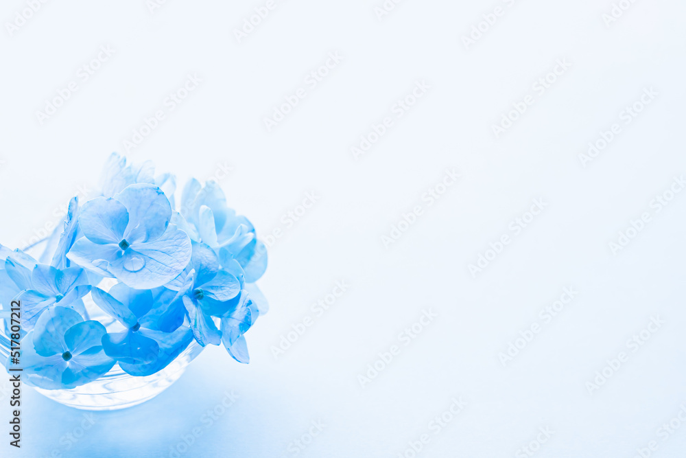 青い花　紫陽花　背景　コピースペース