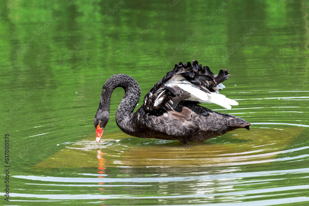 Fototapeta premium The black swan in green water.