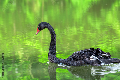 The black swan in green water. © 孝通 葛