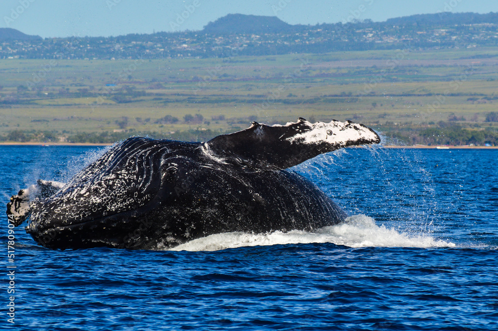 Fototapeta premium Humpback Whale