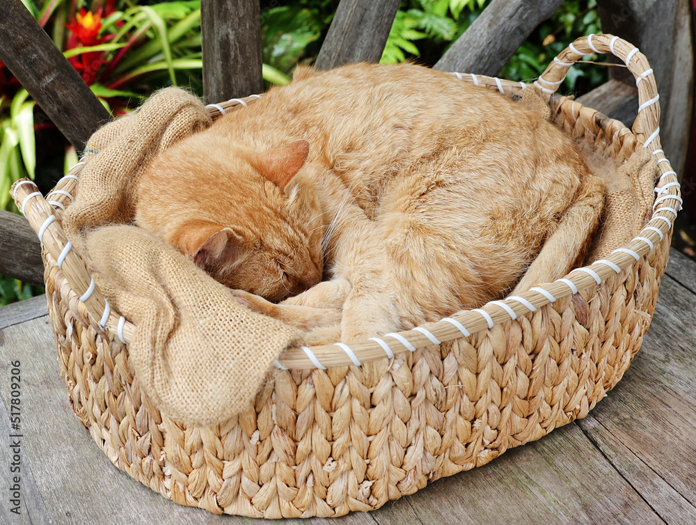 Obraz premium cat sleeping in basket