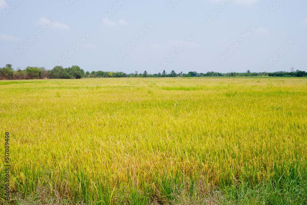 field wheat background , landscape
