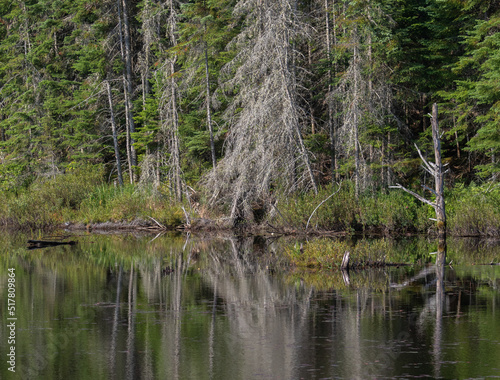 Ghost tree reflections in a pond in Algonquin Park in morning light in July.