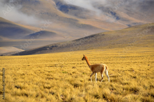 Vicuña en Catamarca, Argentina. Vicuña solitaria camina en desierto. photo
