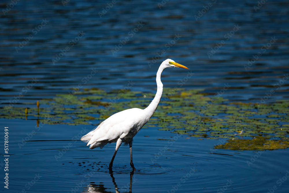 Naklejka premium An egret hunting
