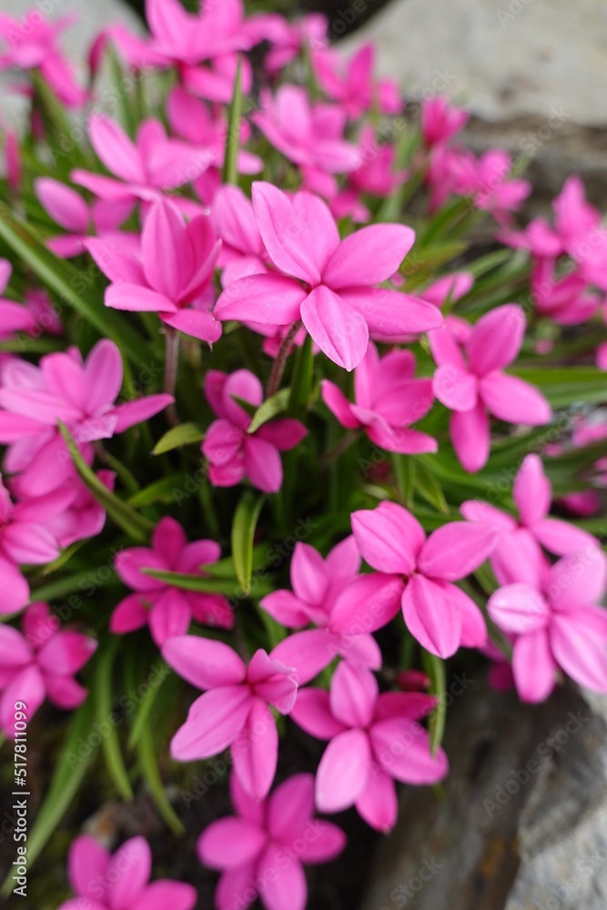 Rhodohypoxis baurii, commonly called red star, is a creeping, stoloniferous, herbaceous perennial. Rhodohypoxis baurii, commonly called red star, is a creeping, stoloniferous, herbaceous perennial.