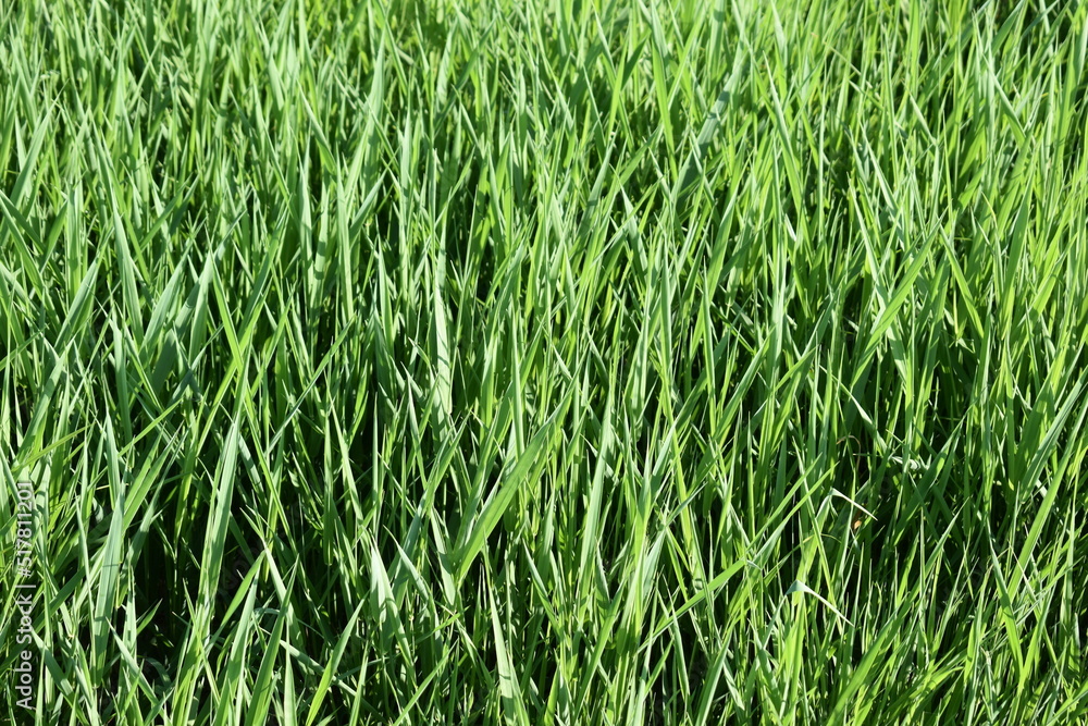 Obraz premium Green Grass