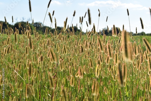 Grass Stems in a Sunny Farm Field