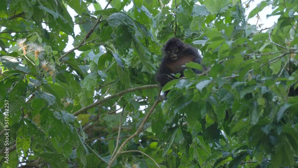 a baby spider monkey sitting in a tree at corcovado national park of costa rica a baby spider monkey sitting in a tree at corcovado national park of costa rica