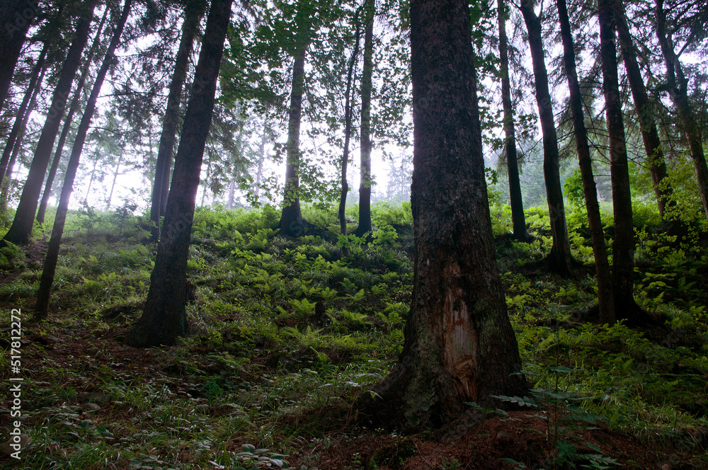 beautiful mountain landscape coniferous forest beautiful mountain landscape coniferous forest