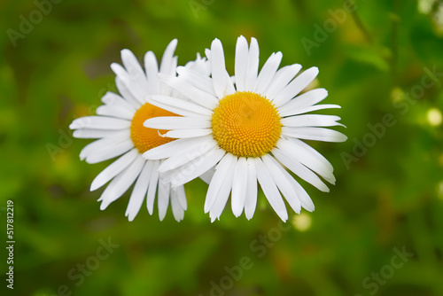 Wild chamomile flowers on a green field close-up. Summer day.