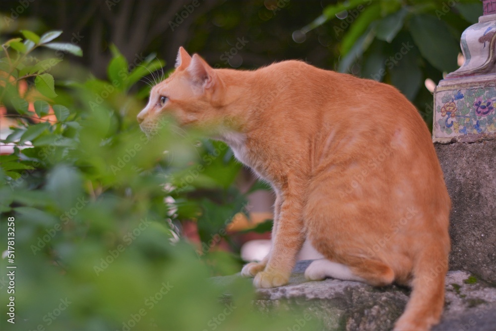 cat in the garden