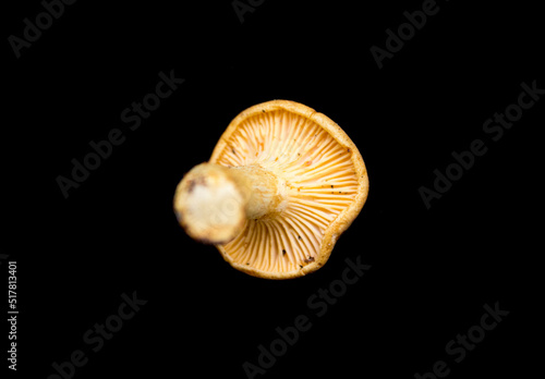 yellow forest mushroom lies on a black background
