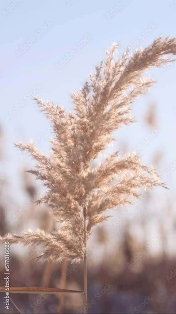 VERTICAL VIDEO: The top of the reed sways in the wind against the backdrop of blue sky. Closeup of reeds. Natural background, Reeds in the wind VERTICAL VIDEO: The top of the reed sways in the wind against the backdrop of blue sky. Closeup of reeds. Natural background, Reeds in the wind