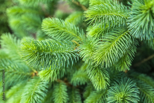 Closeup view of pine tree branches