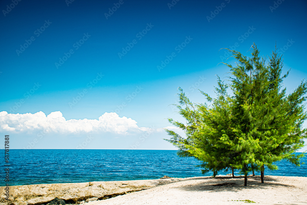 pine tree on the beach