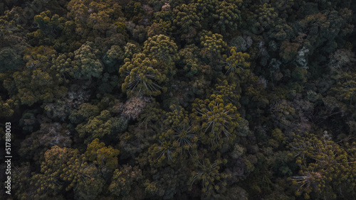 Araucaria trees seen from above on the mountain © Emanuel Silveira