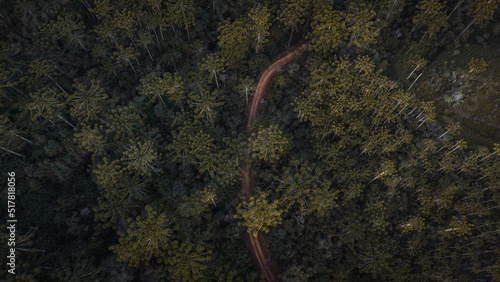 Araucaria trees seen from above on the mountain