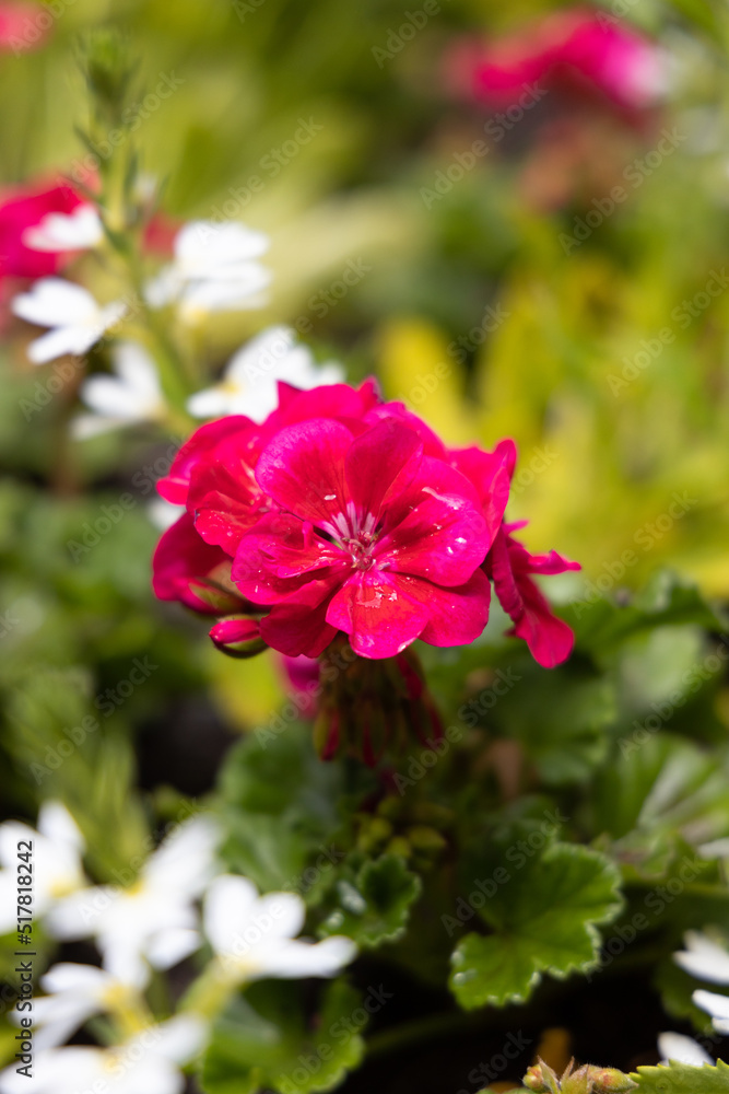 pink flower