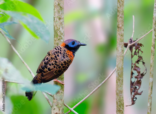 Oscellated Antbird perched on a tree in Panama photo
