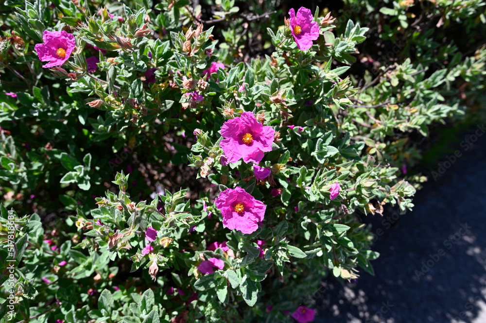 Fototapeta premium Flowers