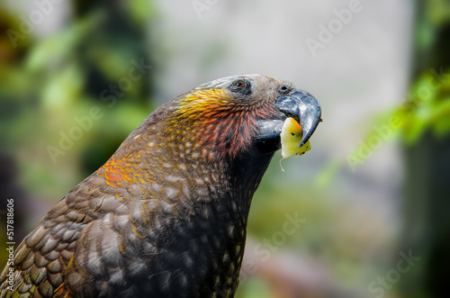 Kaka parrot eating a fruit in New Zealand photo